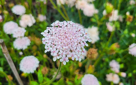 Didiscus rose et fleurs blanches en dentelle - 100 graines