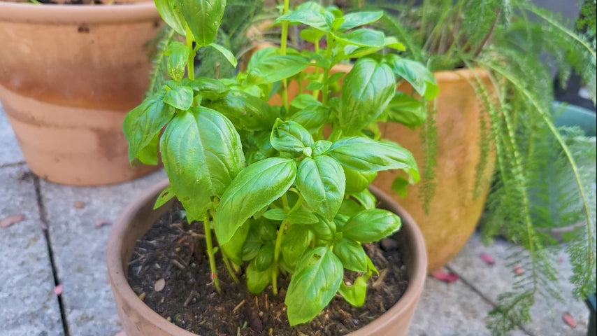 Basilic doux à grandes feuilles