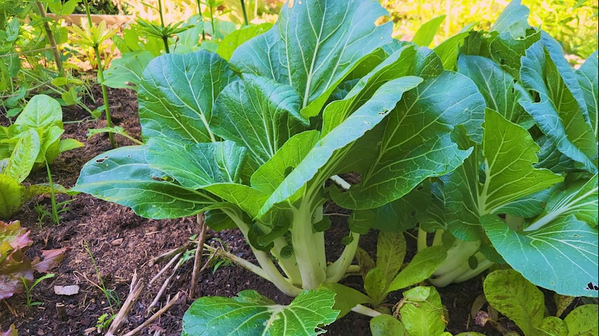 Japanische Pak Choy oder Taisai Samen