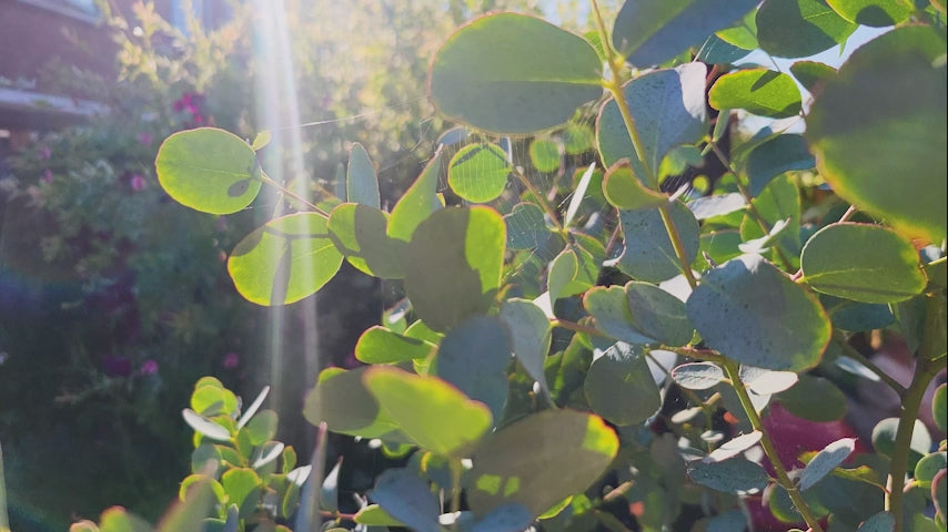 10x Eucalyptus Nitens Samen – Glanz-Eukalyptus Baum Für Garten, Schnellwachsend & Immergrün