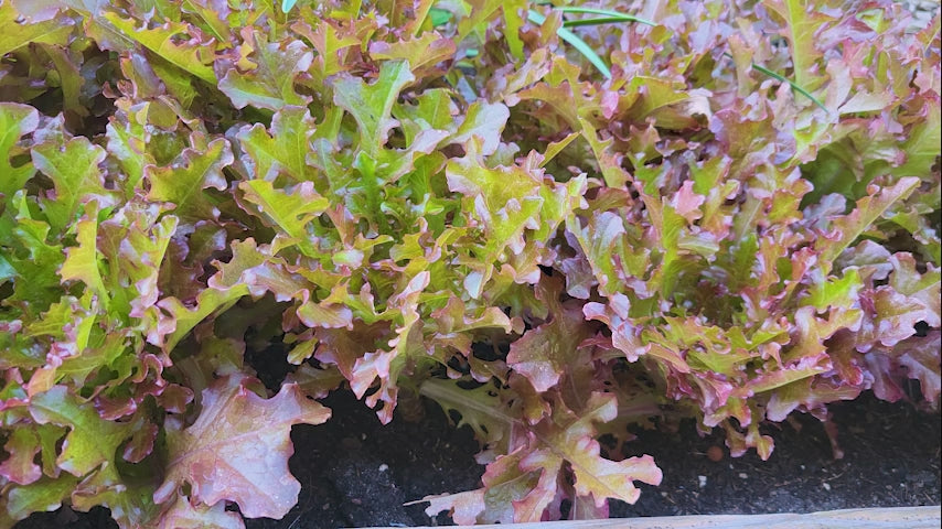 Red oak leaf lettuce - red salad bowl