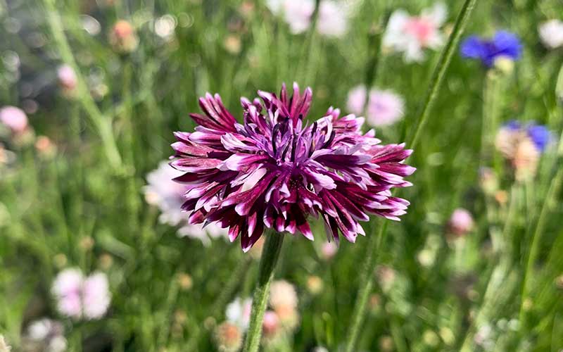 Cornflower Purple mix - 200 seeds