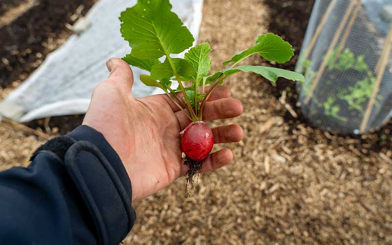 Radish Saxa 2