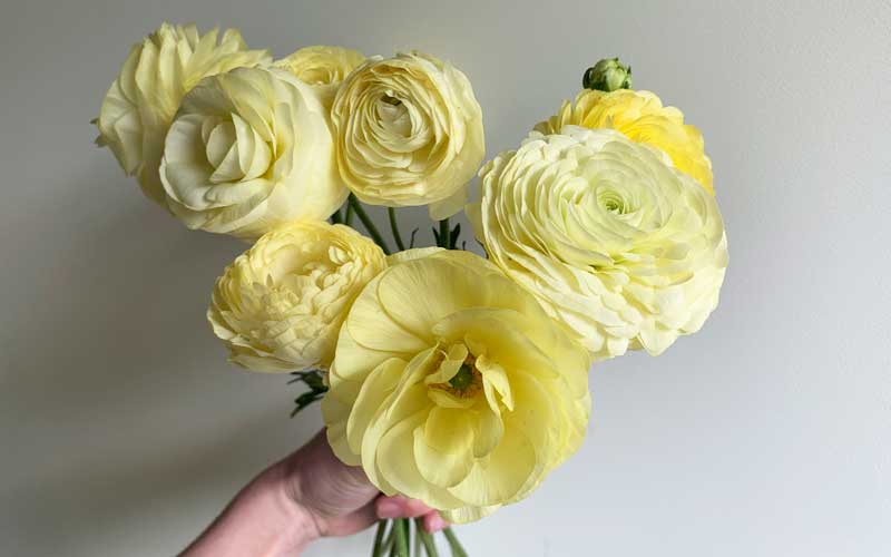 Ranunculus - Vanilla Cream - 10 corms - large size