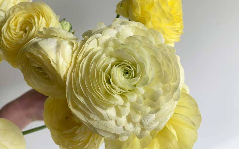 Ranunculus - Vanilla Cream - 10 corms - large size