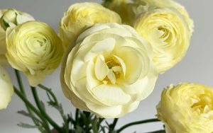 Ranunculus - Vanilla Cream - 10 corms - large size