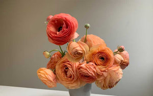 Ranunculus - Peach mix - 10 corms - large size