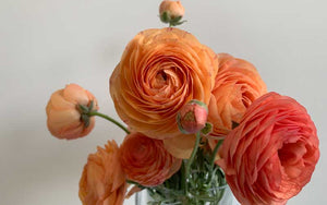 Ranunculus - Peach mix - 10 corms - large size