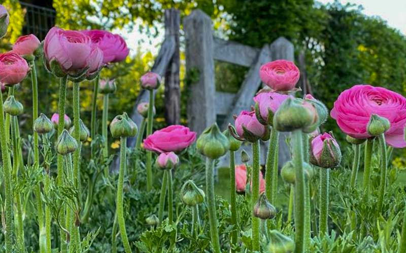 Ranunculus - Pastel Cotton Candy - 10 corms - large size