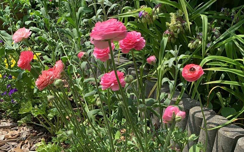 Ranunculus - Pastel Cotton Candy - 10 corms - large size