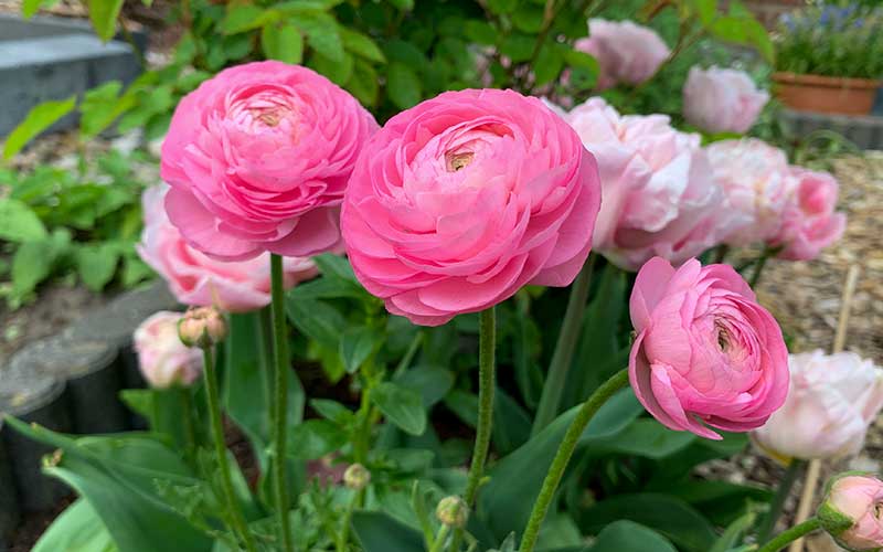 Ranunculus - Pastel Cotton Candy - 10 corms - large size