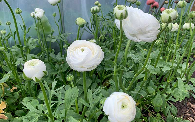 Ranunculus - Silky White - 10 corms - large size