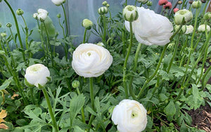 Ranunculus - Silky White - 10 corms - large size