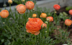 Ranunculus - Peach mix - 10 corms - large size