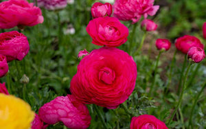 Ranunculus - Raspberry - 10 corms - large size