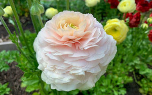 Ranunculus - Perfect pastel - 10 corms - large size