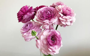 Ranunculus - Violetta - 10 corms - large size