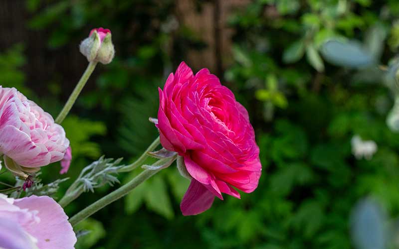 Ranunculus - Raspberry - 10 corms - large size