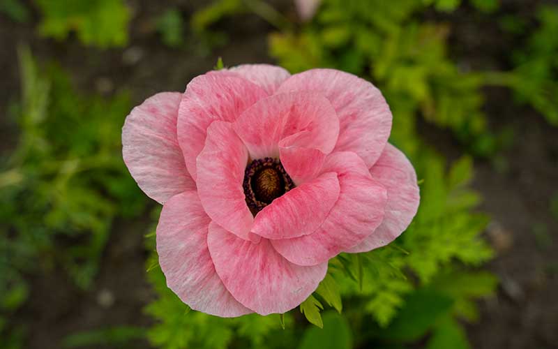 Spring anemone Vintage Pink - 10 corms - Large size