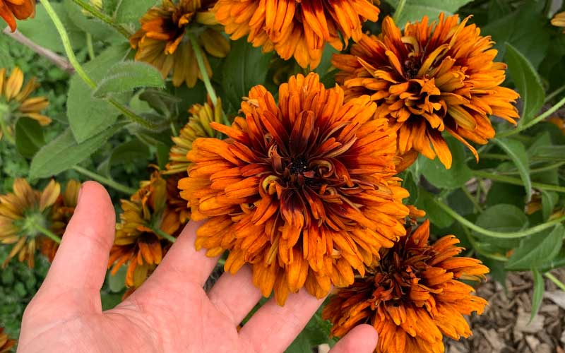 Rudbeckia hirta Cherokee Sunset - 100 graines