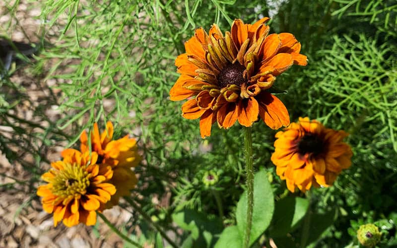 Rudbeckia hirta Cherokee Sunset - 100 zaden