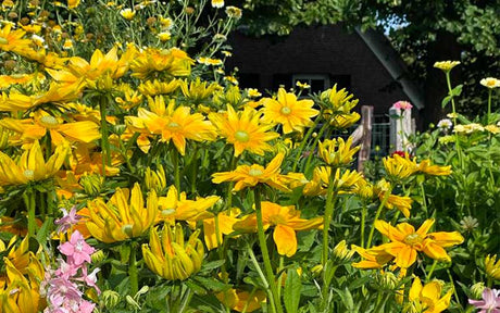 Rudbeckia hirta Irish Eyes - 200 seeds