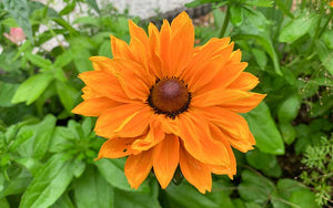 Rudbeckia hirta Goudlokje - 200 zaden