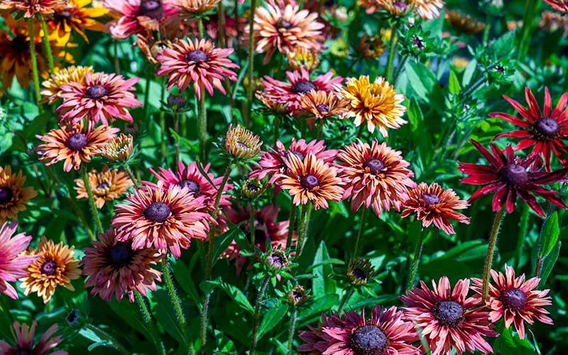 Rudbeckia hirta Sahara - 50 seeds