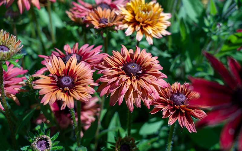 Rudbeckia hirta Sahara - 50 graines