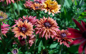 Rudbeckia hirta Sahara - 50 Samen