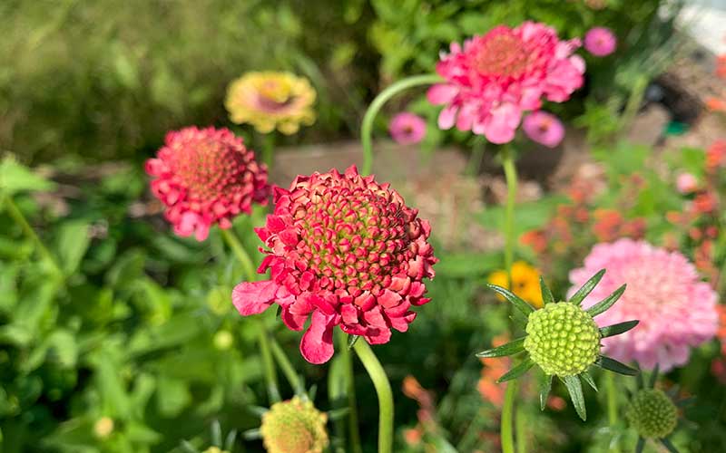 Scabiosa Beaujolais Bonnets - 50 graines