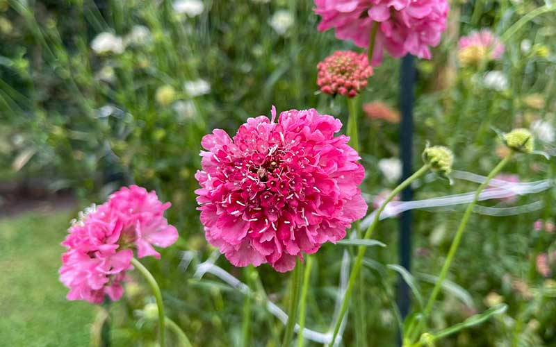 Scabiosa Beaujolais Bonnets - 50 Samen