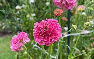 Scabiosa Beaujolais Bonnets - 50 graines