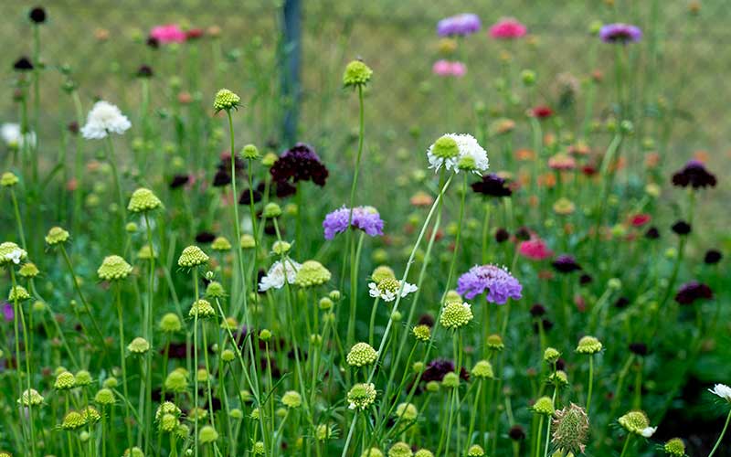 Scabiosa Fille des Neiges - 50 graines