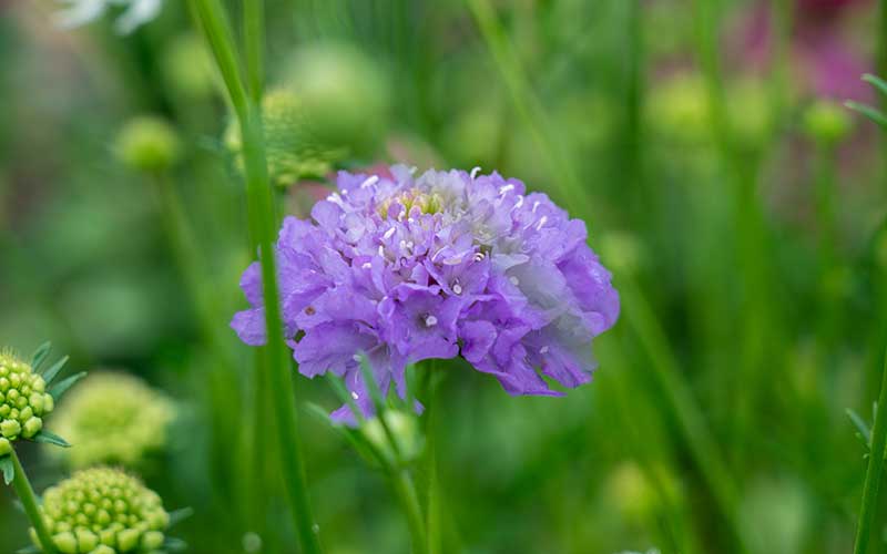 Scabiosa Oxford Bleu - 50 graines