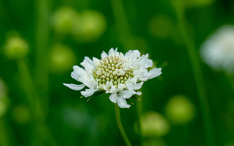 Scabiosa Snowmaiden - 50 Samen