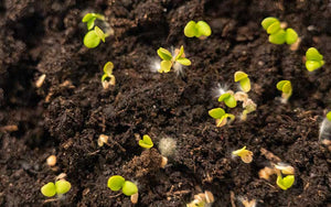 Small Sturdy Green Seed Tray