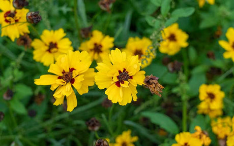 Coreopsis tinctoria Golden roulette (tickseed) - 200 seeds