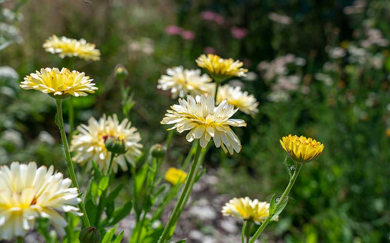 Calendula Ivory Princess (Marigold) - 100 seeds