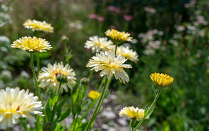 Calendula Ivory Princess (Ringelblume) - 100 Samen