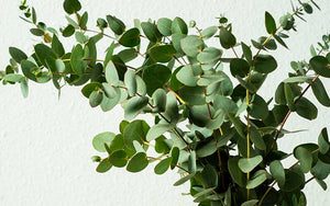 Eucalyptus Silverdollar - 35 seeds