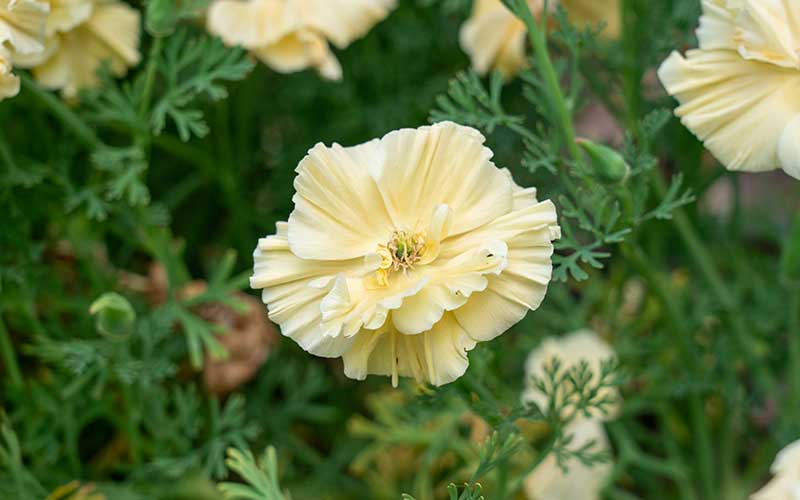 California Poppy Cream Swirl - 100 seeds