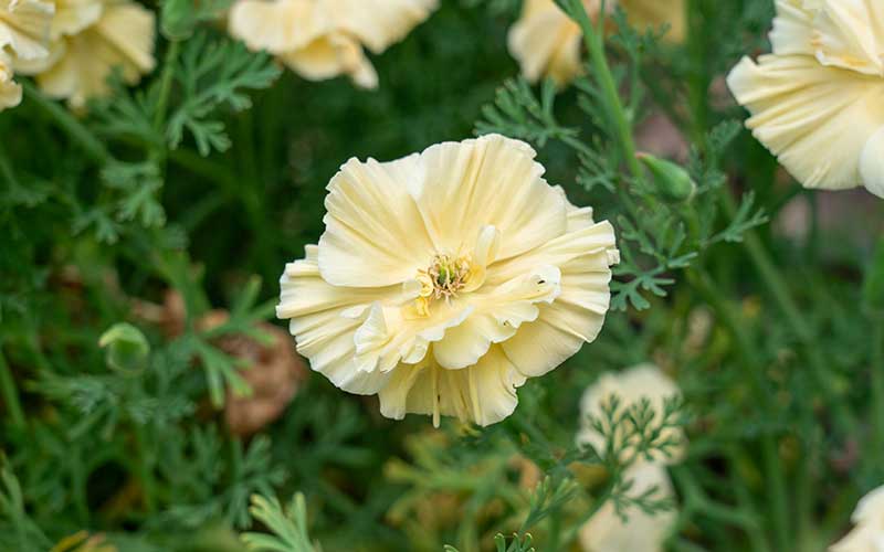 Elegant Cream Swirl California Poppy Seeds for a Romantic Garden – The Farm  Dream
