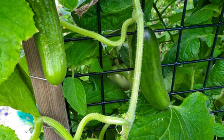 Small Snack Cucumber - Iznik