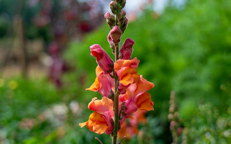 Leeuwebek Oranje - 50 zaden