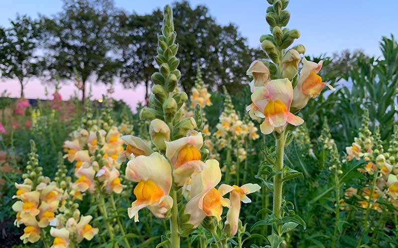 Snapdragon Costa Apricot - 50 seeds