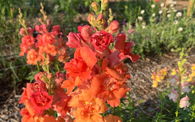 Snapdragon Madame Butterfly Bronze - 50 seeds