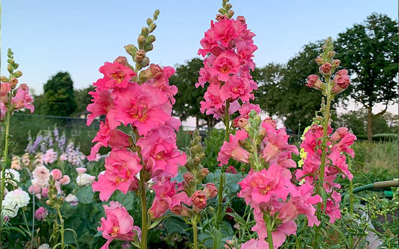 Snapdragon Madame Butterfly Rose - 50 seeds