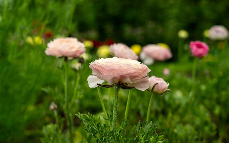 Ranunculus - Perfect pastel - 10 corms - large size