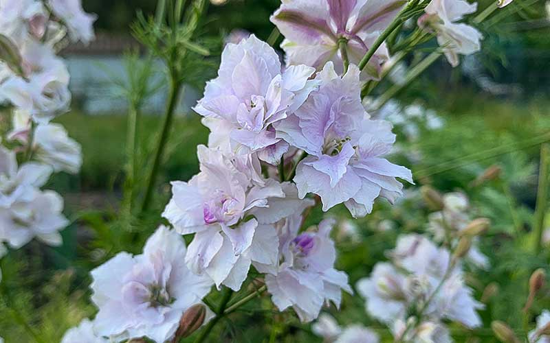 Delphinium Smokey Eyes (Larkspur) - 150 seeds